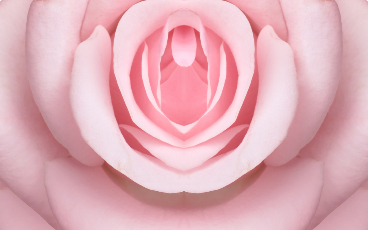 Metaphor Design. Rose Bud with Petals Resembling Vulva. Beautiful Flower as Background, Closeup